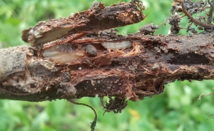 Investigación en alianza con Fenalce identifica insecto que amenaza la producción de fríjol en América del Sur