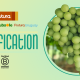 Empresas de Frutura dan salto hacia la sustentabilidad regional tras lograr certificación B
