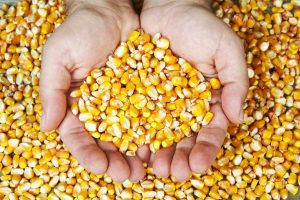 Colombia disminuyó las áreas de siembra y producción de cereales y leguminosas