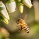 Guía práctica para una polinización eficiente en arándanos