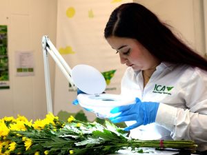 Colombia triplicó la exportación de flores a diferentes países del mundo por el Día de la Madre