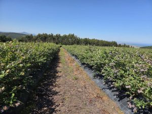 Balox®, un escudo fisiológico a nivel de raíces contra el estrés salino