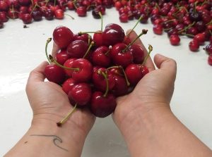 Nueva publicación de INIA orienta a productores para mejorar la cosecha y postcosecha de cerezas