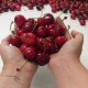 Nueva publicación de INIA orienta a productores para mejorar la cosecha y postcosecha de cerezas