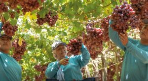 La respuesta de Beta a los problemas logísticos y cómo se prepara para esta campaña