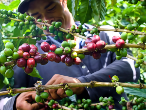 El Minagricultura asigna $77.000 millones a programas de insumos para pequeños productores