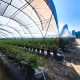 Manejos del cultivo y nuevas tecnologías, entre los temas del Curso Internacional de Arándanos México