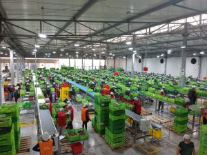 Diversificar para resistir: la estrategia logística de Don Ricardo