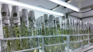 Chile inaugura Banco de Germoplasma de la papa