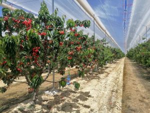 Cuando en la producción de cerezas ser temprano ya no es suficiente: hay que ser ultratemprano