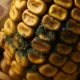 Nuevas investigaciones ofrecen soluciones para reducir la exposición a aflatoxinas en el maíz mexicano