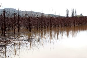 El camino del cerezo hacia una producción más sustentable