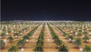 Con tecnología LED logran cosechas de pitahaya todo el año