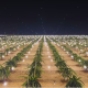Con tecnología LED logran cosechas de pitahaya todo el año