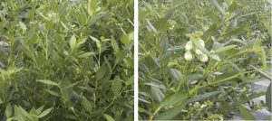 Manejo de la bioestimulación en arándano para inducción floral