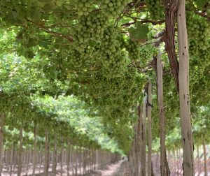 Exportación de uva de mesa de Chile creció 5% en la campaña 2024/25, pero se enfrentó al fantasma de los precios bajos