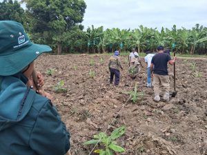 Instalan parcelas de banano Formosana 218 para enfrentar el Fusarium R4T en Piura