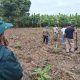 Instalan parcelas de banano Formosana 218 para enfrentar el Fusarium R4T en Piura