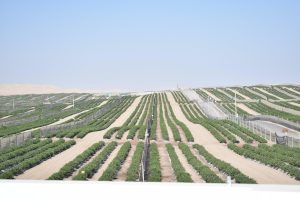 Arándanos en suelo y granadas para Europa: innovación en el modelo de Valle y Pampa en Pisco