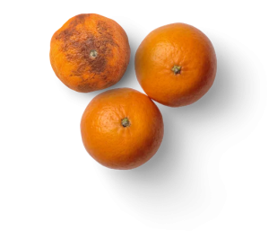 Apeel Sciences es nombrada empresa innovadora en el sector alimentario