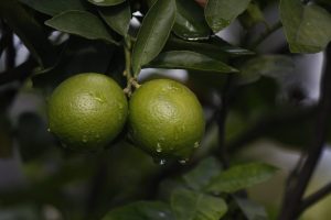 Colombia le saca el jugo: exportaciones de limón Tahití creció 8,8% en los primeros 4 meses del año