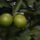 Colombia le saca el jugo: exportaciones de limón Tahití creció 8,8% en los primeros 4 meses del año