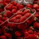 Se prevé que México tendrá ventas récord de fresas a la Estados Unidos