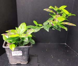Desarrollan un método eficiente para la sobre-expresión de genes en hojas maduras de limón mexicano