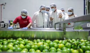 Yucatán se consolida como un referente nacional en la producción de limón persa
