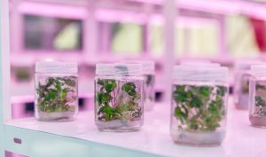 Tras exitosa primera versión, se realizará un segundo taller de registro de variedades vegetales en la zona centro