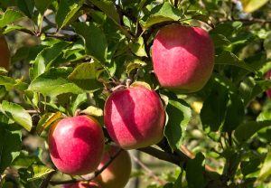 Chile proyecta un alza del 13% en sus exportaciones de manzanas