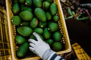 California exige restablecer inspecciones del USDA a aguacates mexicanos ante aumento de plagas