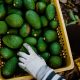 California exige restablecer inspecciones del USDA a aguacates mexicanos ante aumento de plagas