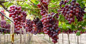 Vitaris: impulsa una nutrición vegetal pensada para el presente y el futuro