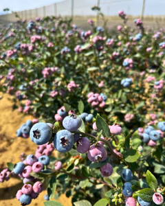 Si cultivas arándanos, anota esto en tu agenda: Día de Campo en uno de los mejores huertos del mundo