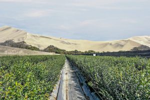 El arándano en Piura es viable si se aísla el factor estrés