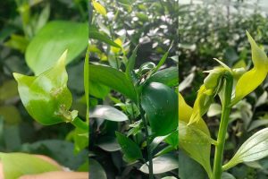 Con vigilancia digital buscan controlar plaga cuarentenaria que arriesga las exportaciones florales