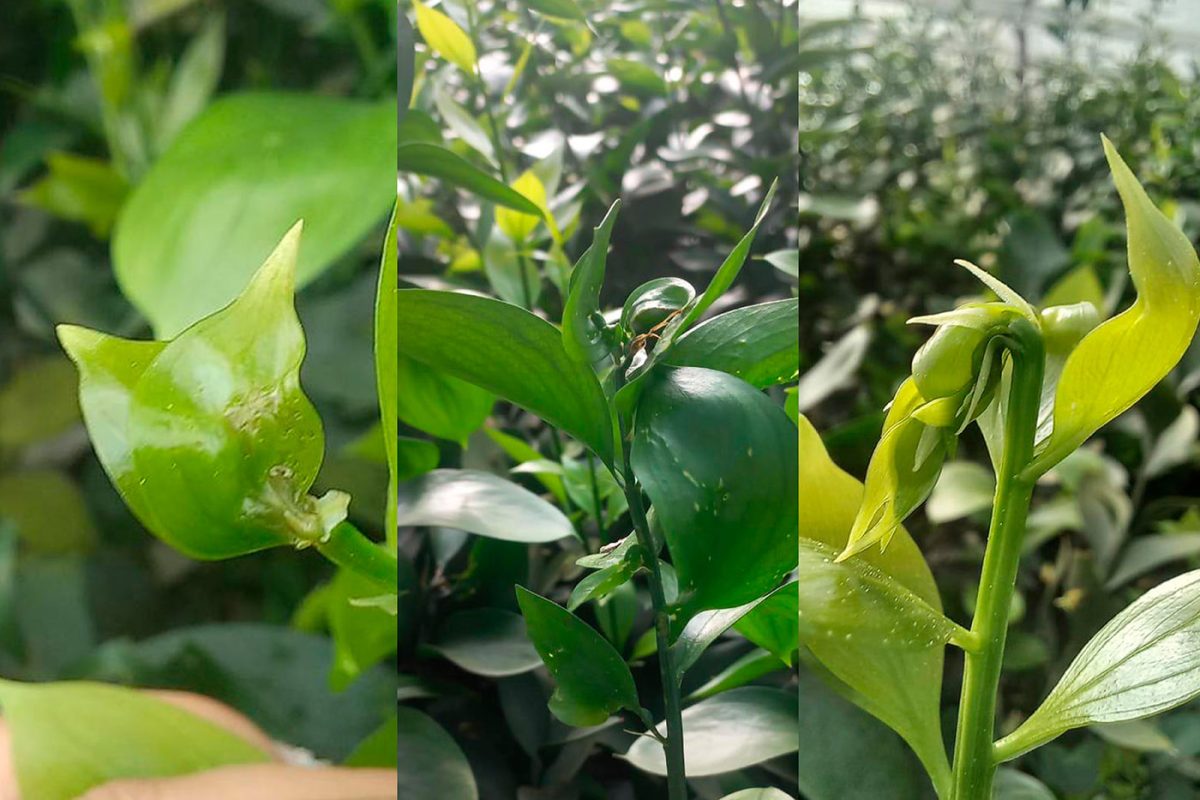 Con vigilancia digital buscan controlar plaga cuarentenaria que arriesga las exportaciones florales