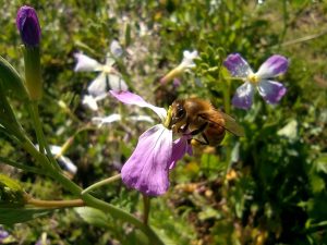 Concluyó proyecto que promueve la apicultura natural regenerativa en Ñuble