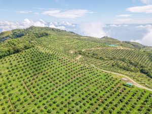 “Hay que trabajar en la promoción del aguacate colombiano e incentivar el consumo en EE UU”