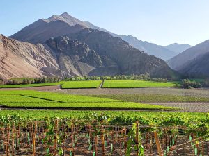 Los desafíos que tiene la uva de mesa temprana en Chile para recuperar su competitividad