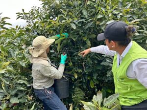 El departamento de Quindío se abrió paso en la exportación de aguacate Hass a Chile