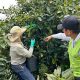 El departamento de Quindío se abrió paso en la exportación de aguacate Hass a Chile