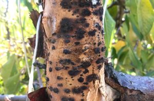 INIA Quilamapu se adjudica proyectos enfocados en mejoramiento genético vegetal, control biológico y bioinsumos