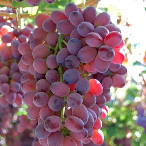 Microfisuras, blanqueamiento, pardeamiento y deshidratación en uva