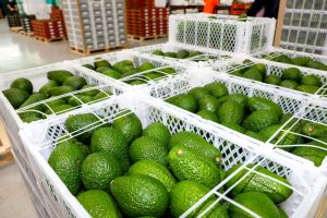 Exportación de palta/aguacate desde Perú superó por primera vez los US$ 1.034 millones en el primer semestre