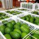 Exportación de palta/aguacate desde Perú superó por primera vez los US$ 1.034 millones en el primer semestre