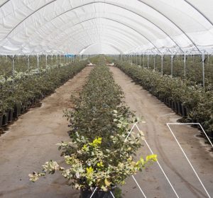 Agrovision México inicia operaciones en su nueva unidad de producción en Camalú, Baja California