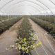 Agrovision México inicia operaciones en su nueva unidad de producción en Camalú, Baja California