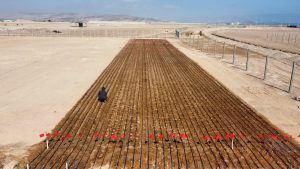 Científicos del INIA prueban sembrar arroz que resiste a la sequía en Arica y Parinacota